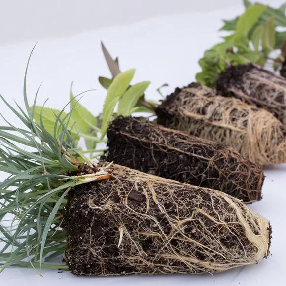 5 Perennial Organic Sedum 'Autumn Joy' Stonecrop Plants Flowers Herbs - Picture 5 of 7